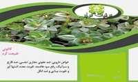 کاکوتی مقوی معده و ضد عفونی کننده مجاری تنفسی